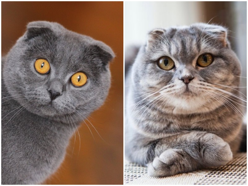 7 любопытных фактов о шотландских вислоухих кошках 