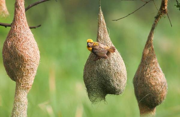 Птицы и их необычные гнезда
