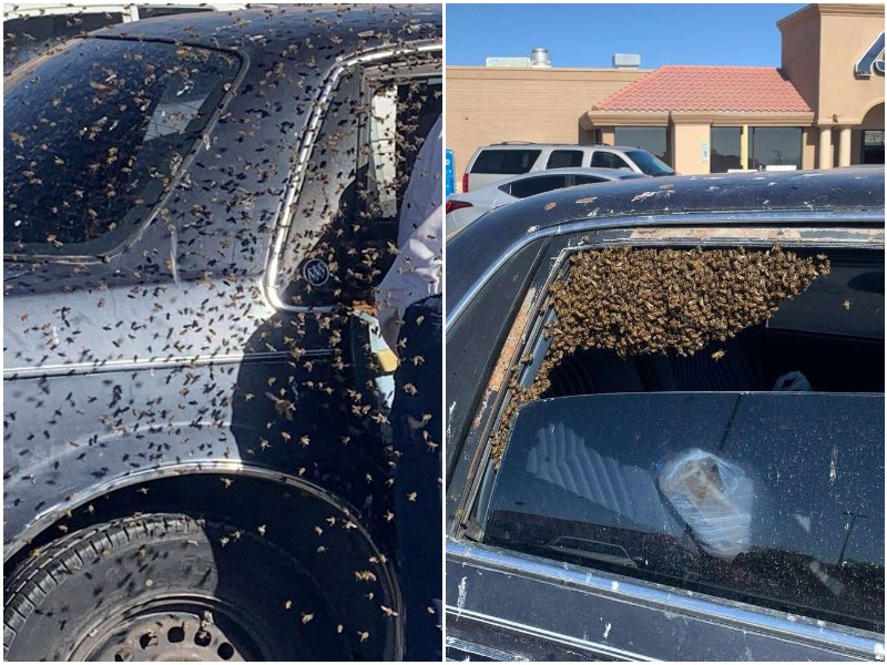 Пока мужчина был в магазине, в его машине поселилось 15 тысяч пчел