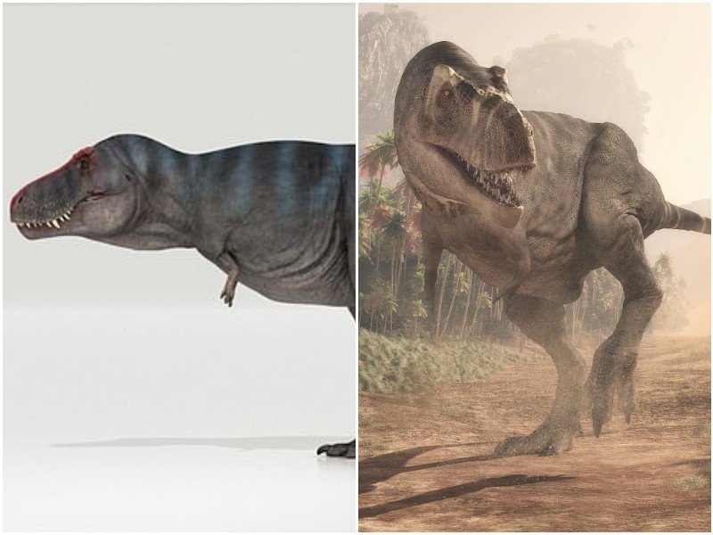 Ученые выяснили: тираннозавры бегали медленнее людей