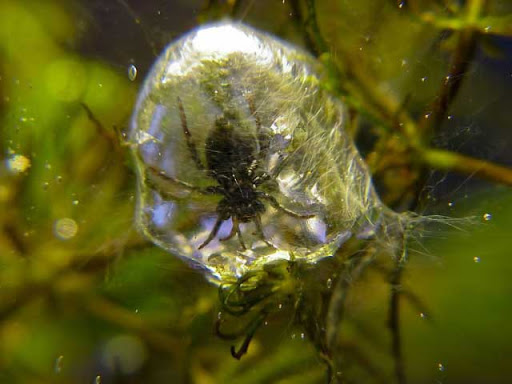 Паук-серебрянка - морской хищник, который строит воздушные купола под водой