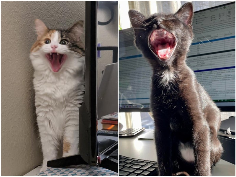20 смешных фото котов, которые вечно чем-то недовольны