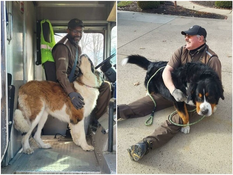 20+ милейших фото о любви доставщиков и собак их клиентов