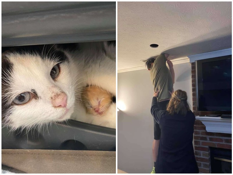 Запуганная уличная кошка родила котят под потолком
