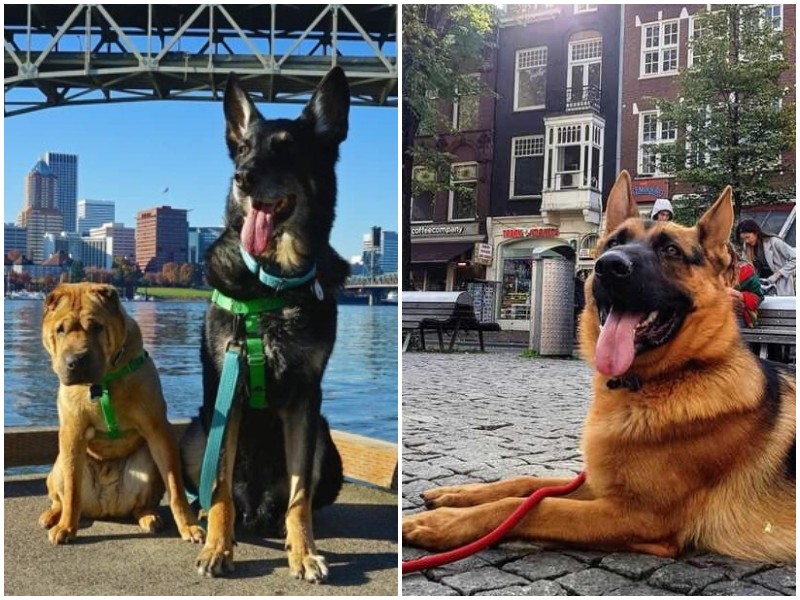 5 городов мира, где больше всего любят собак