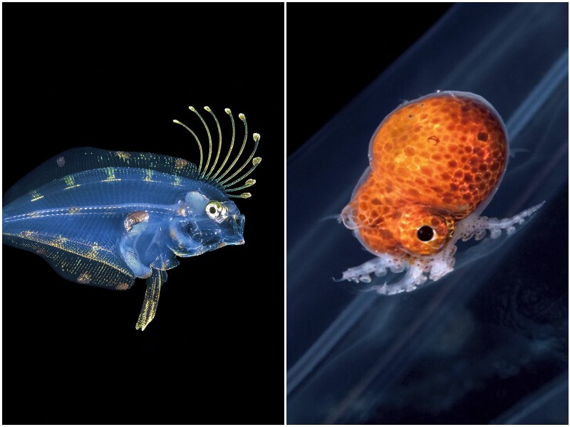 Фотограф показал удивительные кадры с личинками рыб