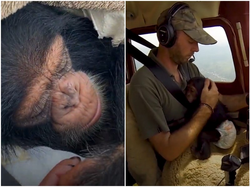 Спасенный малыш шимпанзе впервые полетел на самолете