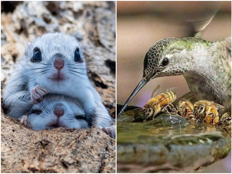 20 фото диких животных, которые вдохновляют беречь природу