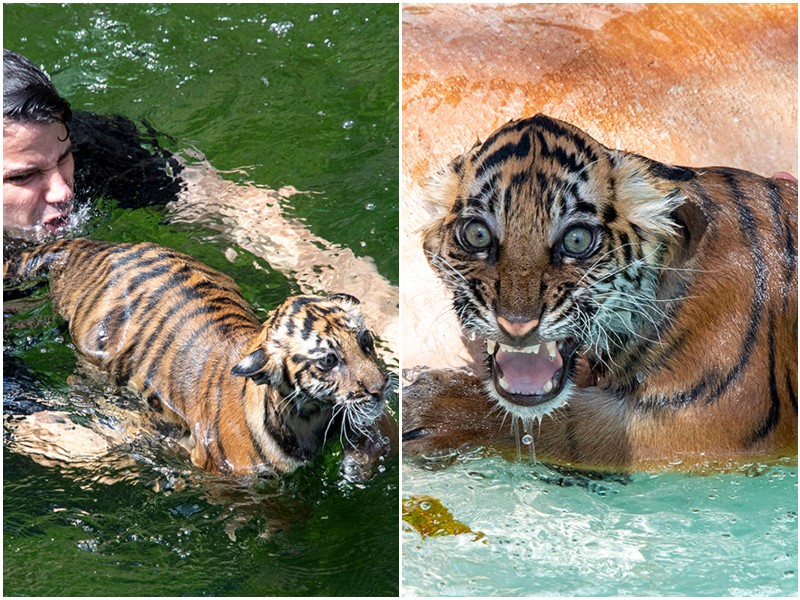 Смотрители показали реакцию тигренка на первое плавание