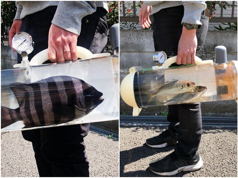 В Японии придумали необычный переносной аквариум 