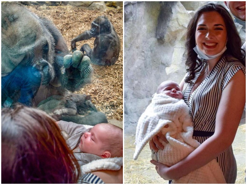 Милейшая реакция гориллы на новорожденного младенца 