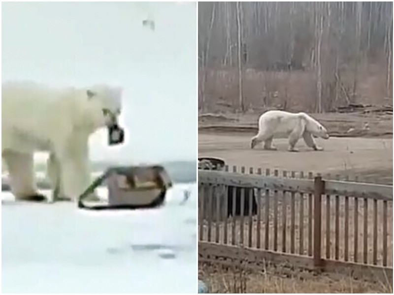 Якутский белый медведь забрел в жилой поселок