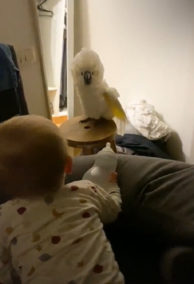 Малыш и попугай стали лучшими друзьями 