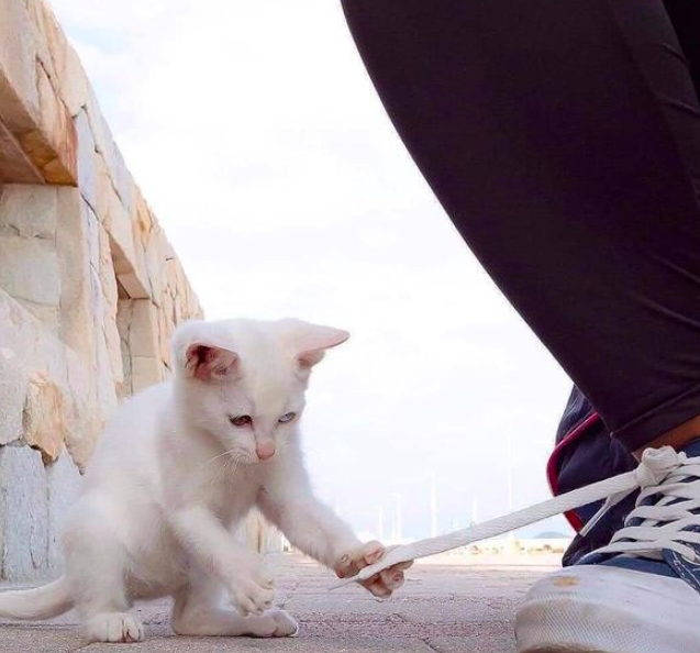 Бездомный котенок начал играть с девушкой, не дожидаясь ее разрешения