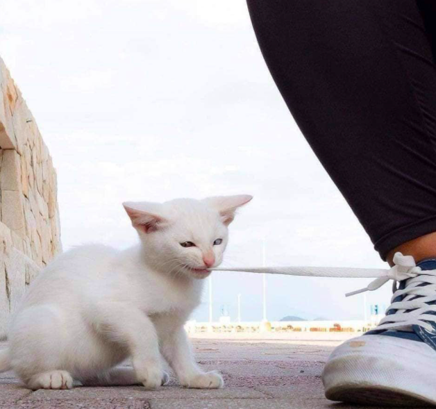 Бездомный котенок начал играть с девушкой, не дожидаясь ее разрешения
