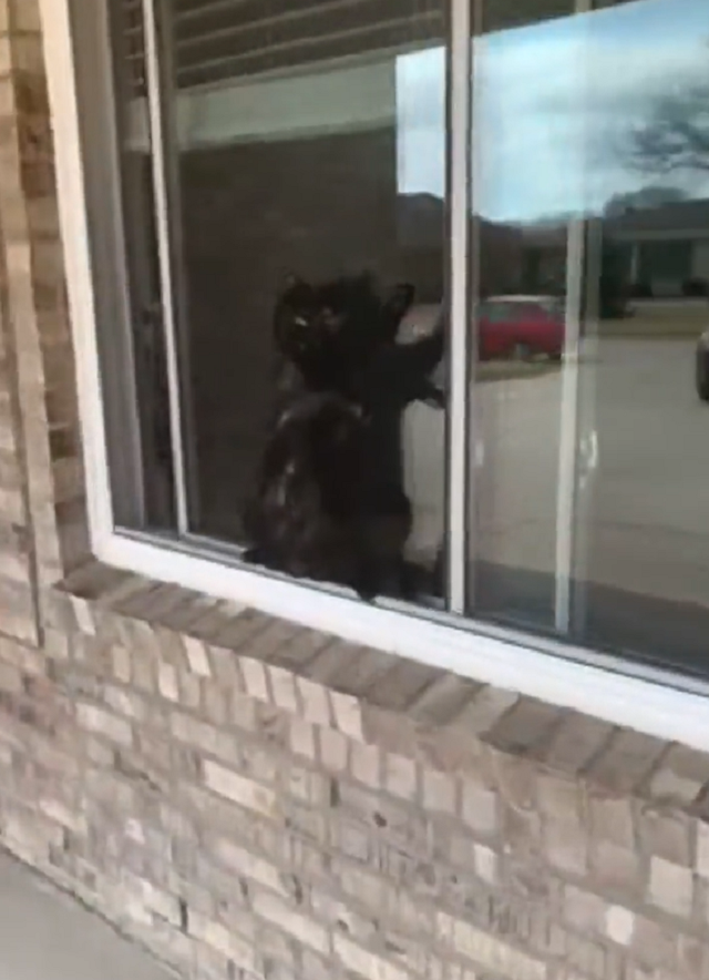 Кошка рассмешила хозяйку, застряв между окном и сеткой