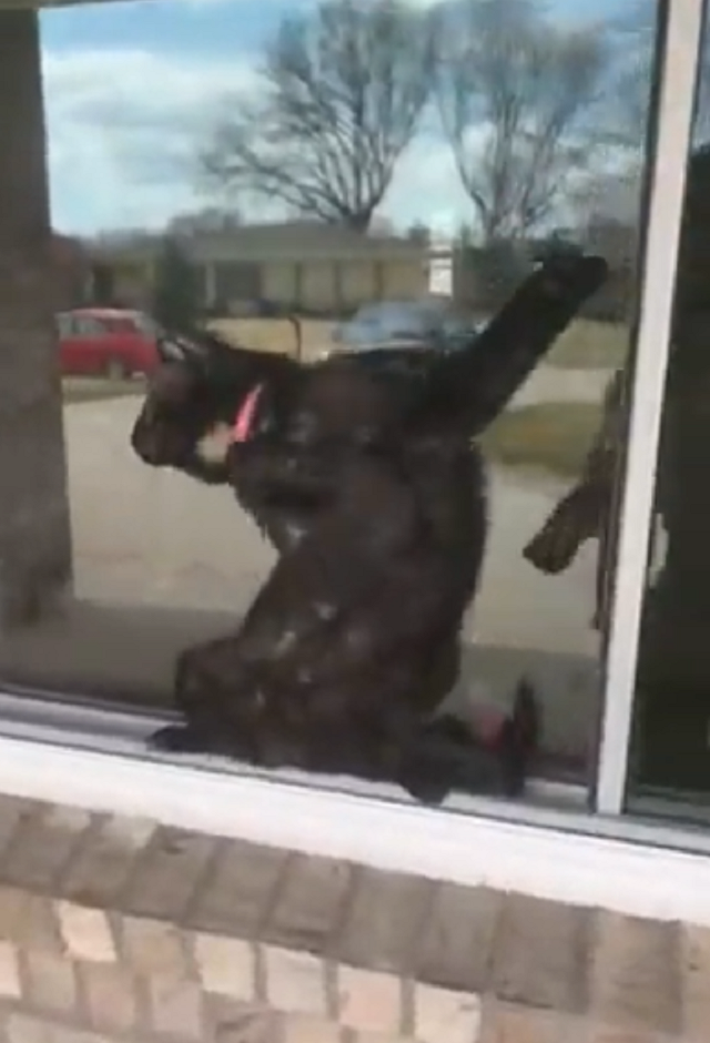 Кошка рассмешила хозяйку, застряв между окном и сеткой