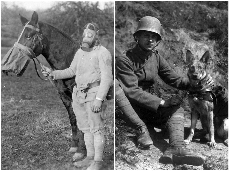 Роль животных во время Первой мировой войны