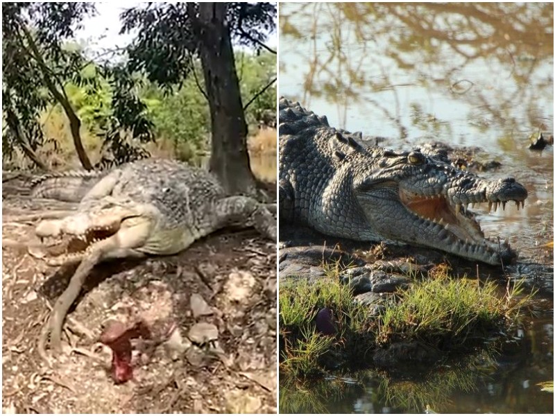 Туристы засняли ленивого крокодила, который не смог поймать обед