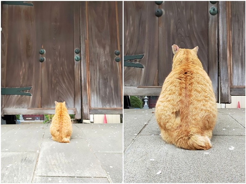 Кошка пришла к воротам храма, чтобы "отпустить грехи"