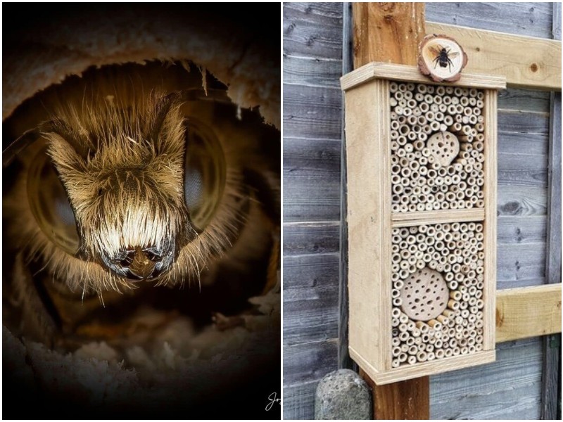 Фотограф сделал "отель" для пчел в своем саду