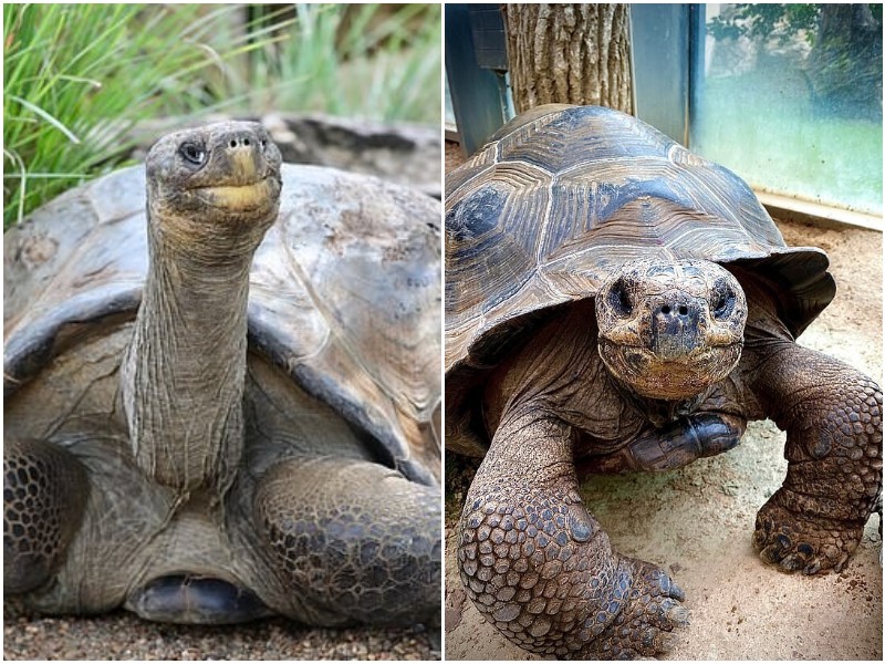 70-летнему самцу черепахи наконец нашли подругу