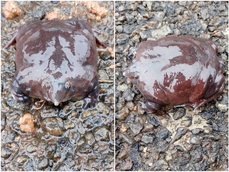 Люди заметили лягушку, которая выглядит как большое пятно