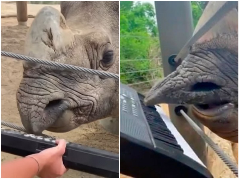 Носорог сыграл на синтезаторе в свой день рождения