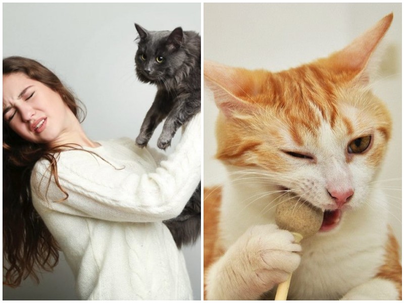 Почему кошки жуют волосы хозяев