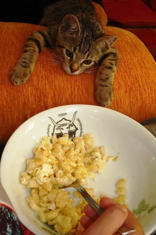 Желаем всем найти такого человека, который будет смотреть на вас, как котик на еду