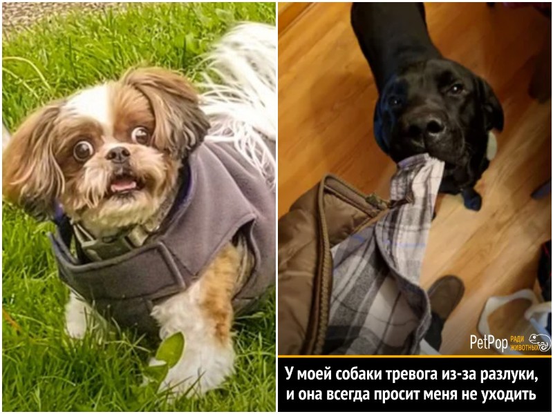 25 правдивых и смешных мемов о жизни с собаками