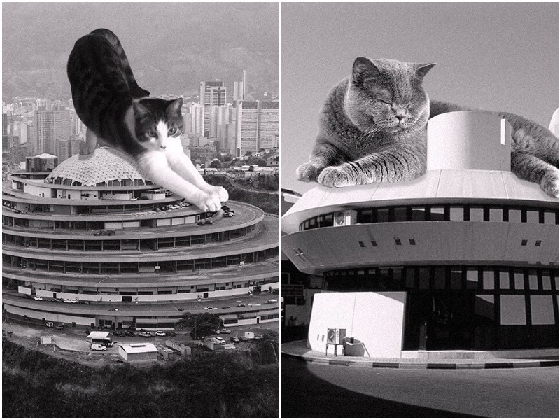 Коты-гиганты в архитектуре больших городов