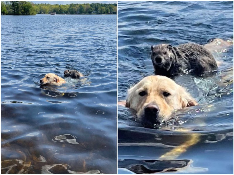 Пока пес плавал в озере, на него запрыгнул дикий зверек