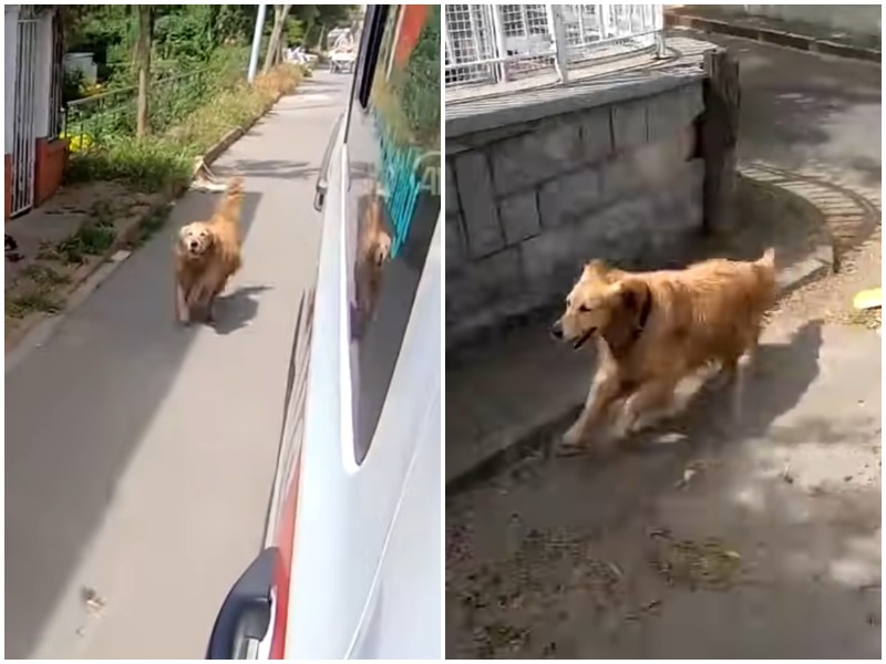 Взволнованный пес побежал за "скорой", на которой увезли его хозяйку