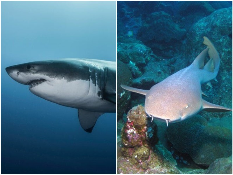 Любопытные факты об акулах, которые знает не каждый
