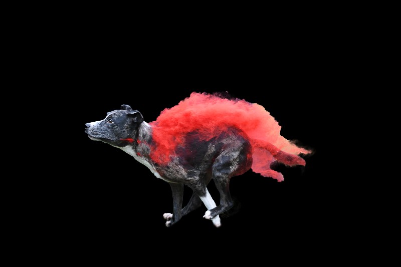 Фотограф показала эмоции собак с помощью красок