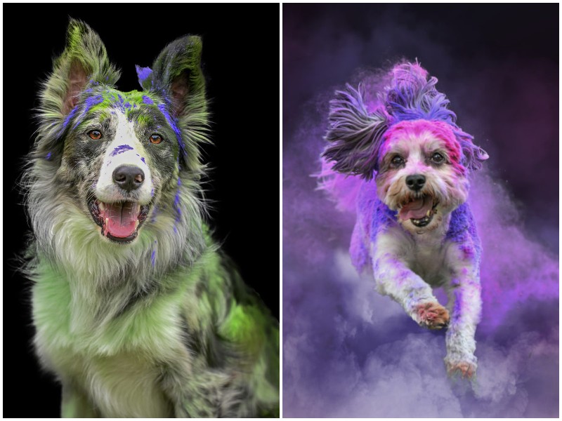 Фотограф показала эмоции собак с помощью красок