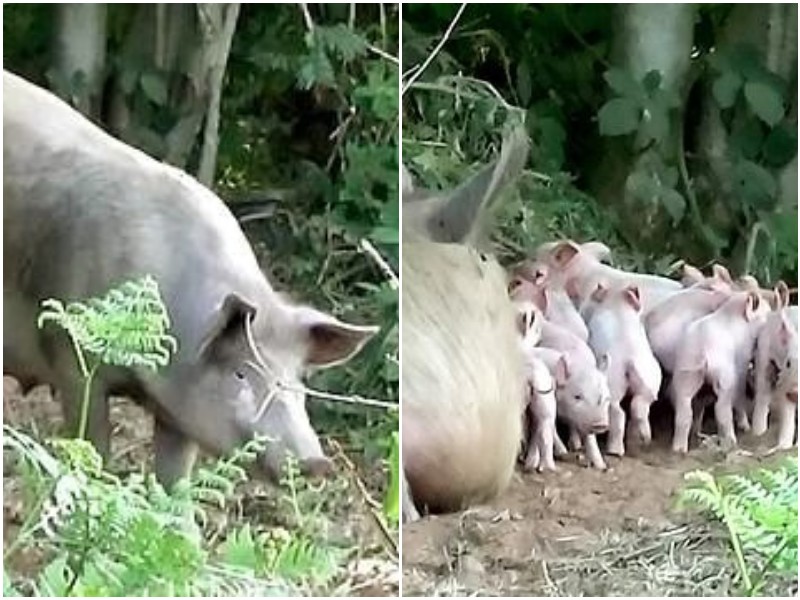 Беременная свинья сбежала с фермы, спасая своих поросят
