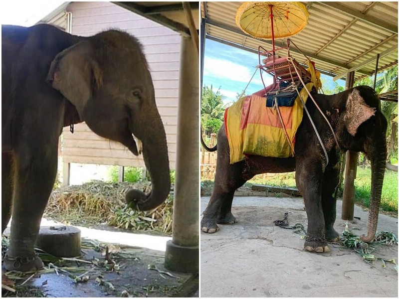 Исхудавшие слоны в тайских парках еле стоят на ногах