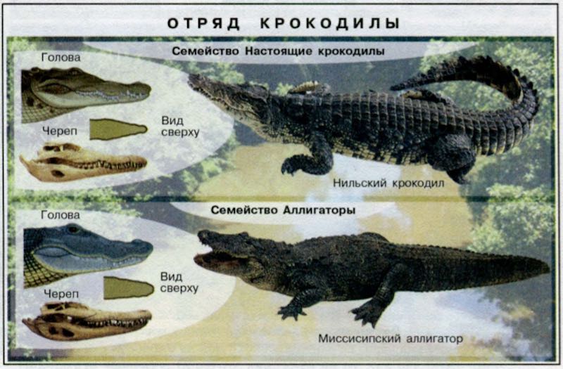 Чем отличаются аллигаторы от крокодилов 