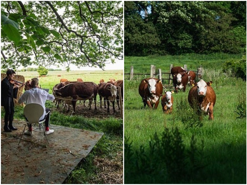 Коровам в Дании играют классику для снятия стресса
