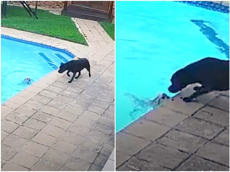 Собака ринулась помогать маленькому другу, который упал в бассейн