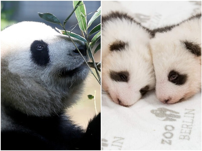 Панды больше не исчезающие животные