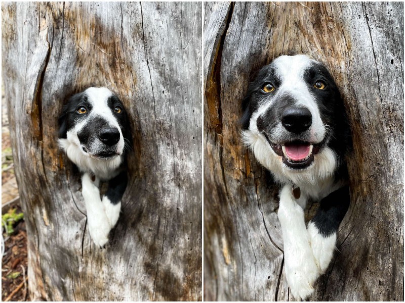 Пес решил подурачиться, найдя дыру в дереве