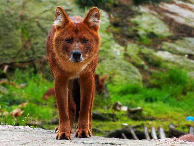 Красные волки - редкие звери, напоминающие волков и лисиц одновременно