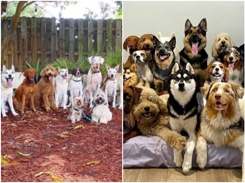 Центр для собак делает идеальные фото своих подопечных