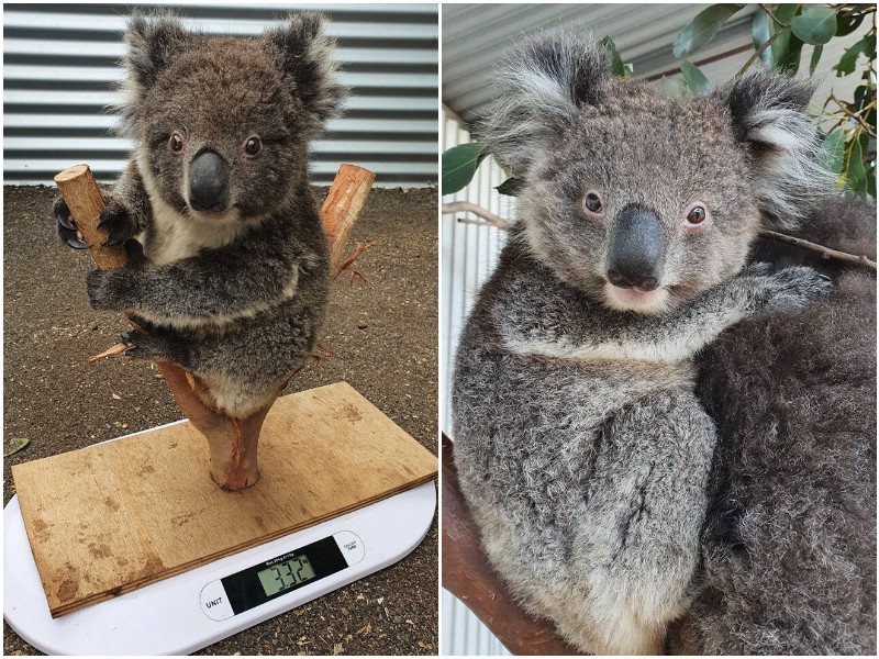 Волонтёры показали интересный способ взвешивания коал