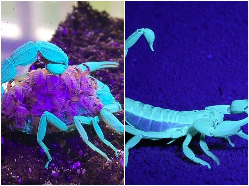 Скорпионы "космически" светятся в ультрафиолете