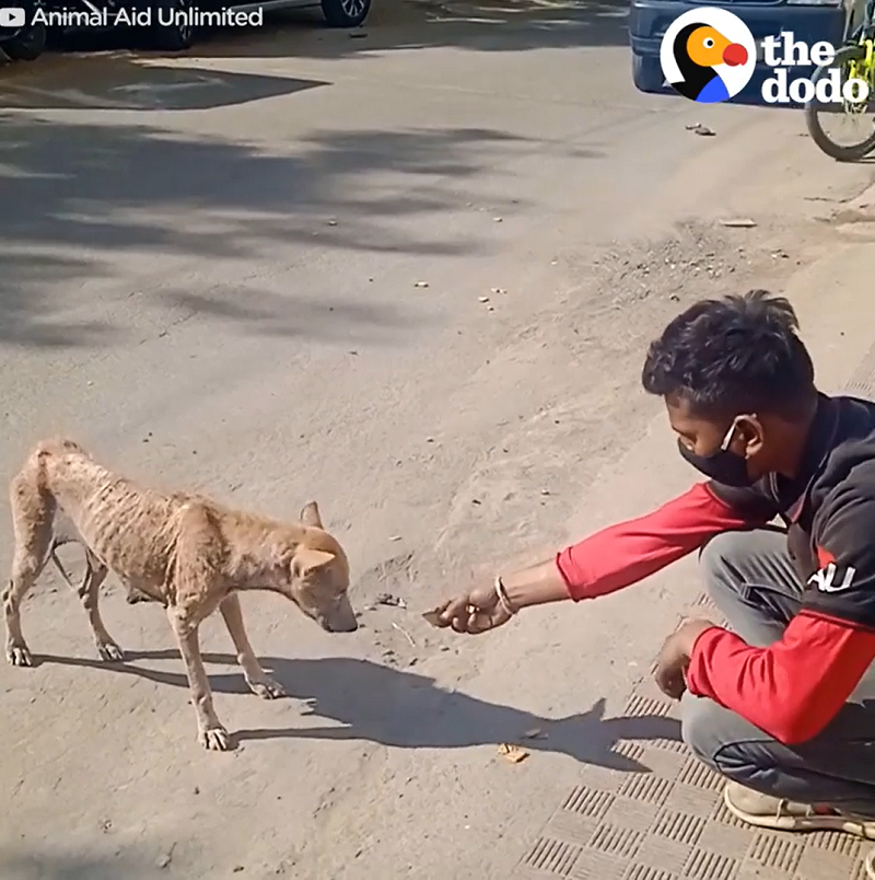 Обезвоженная мать-собака привела людей к своему щенку