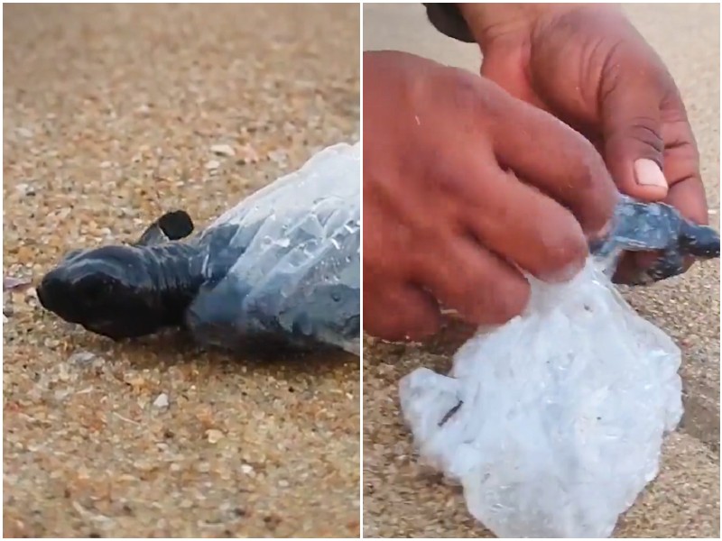 Мужчина заметил на пляже черепашку, застрявшую в пластике